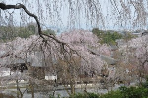 Cherry blossoms in bloom over a Buddhist temple in Kyoto Japan