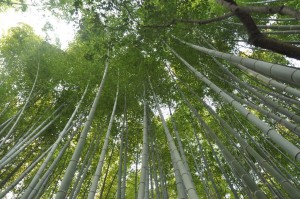 The bamboo forest in Kyoto Japan
