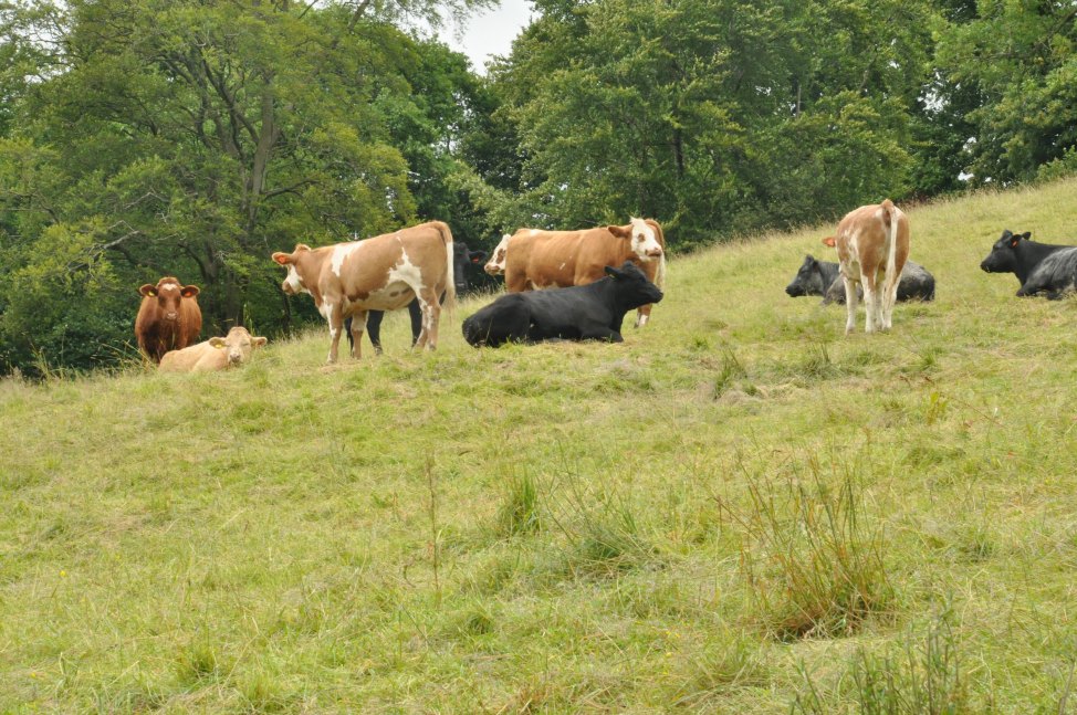 Englands Lake District - Cows