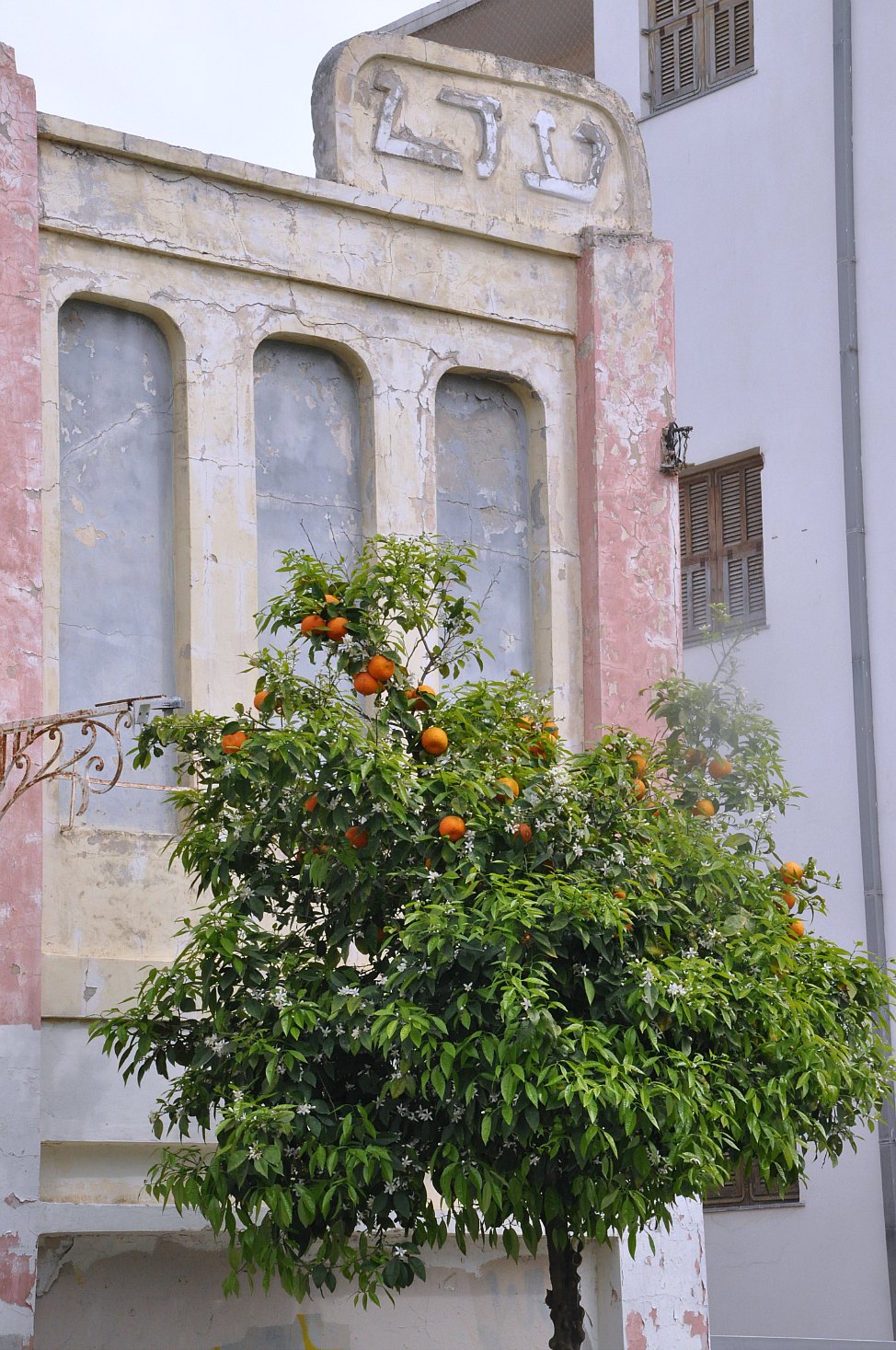 Neve_Tzedek_Orange_Tree