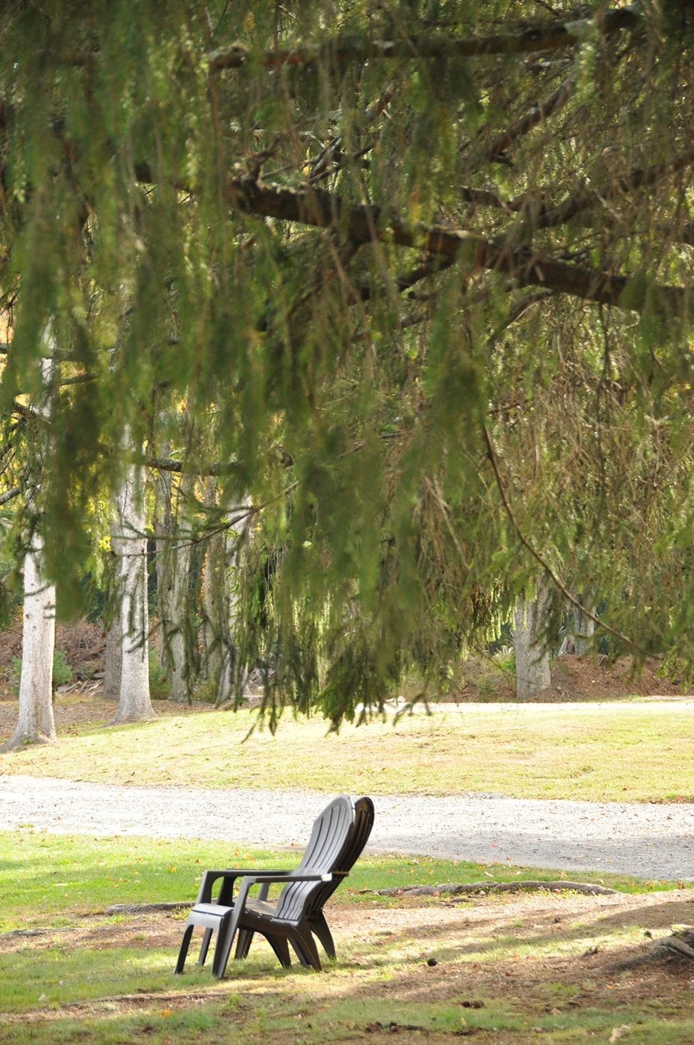 Adirondack chairs