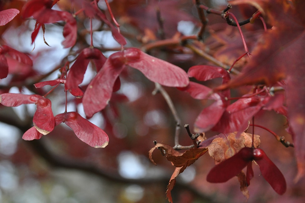 Fall colors