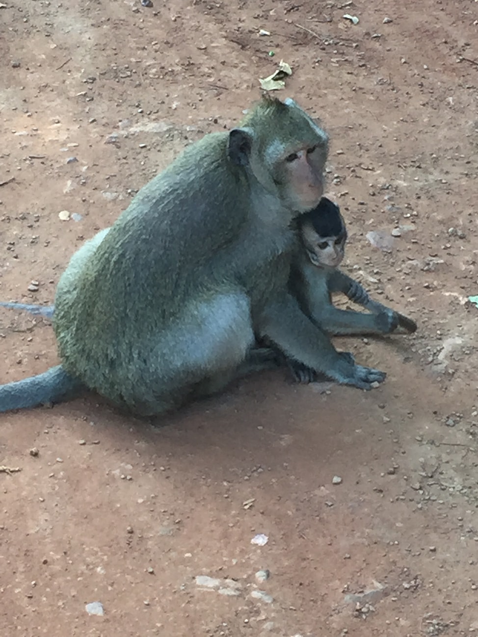 Image of mama and baby macaque at Angkor Wat
