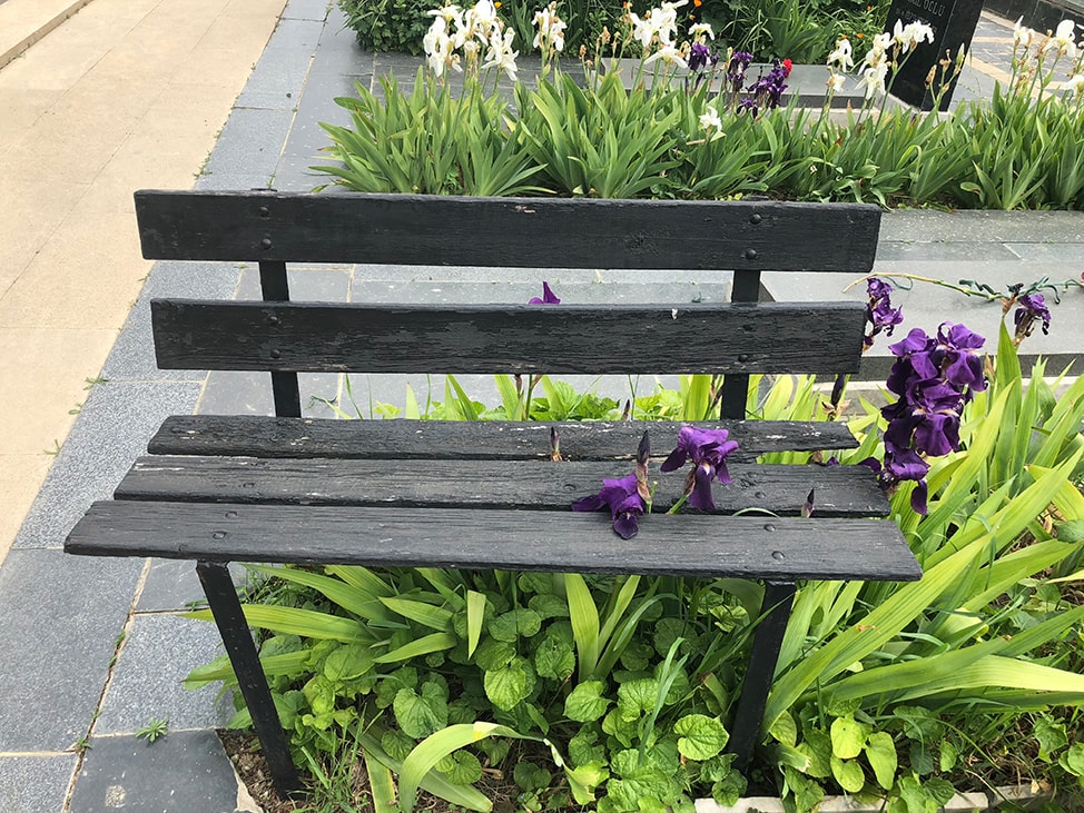 Purple orchids push through a park bench