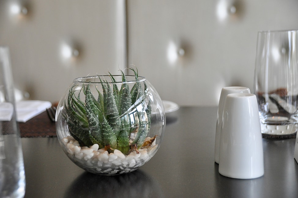 Close up shot of a small succulent plant and white salt and pepper shakers.