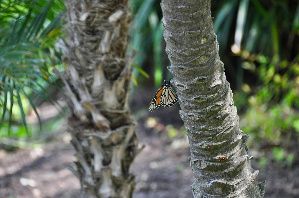 A small monarch butterfly perches on a tree trunk at the Lake Shrine in Malibu. 