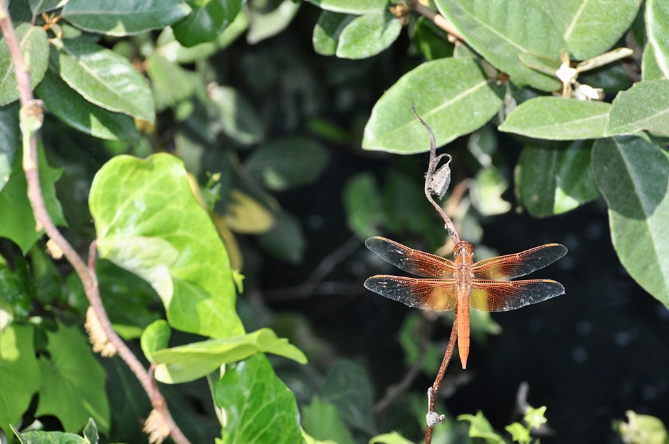 An orange dragon fly with wings spread wide, alights no a small branch.