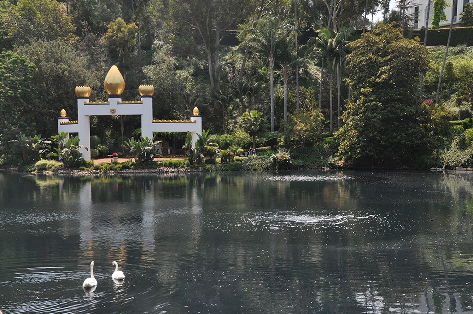 A pair of swans glide towards the Lake Shrine.