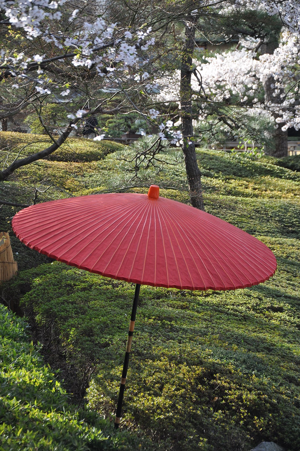 Red parasol underneath pink cherry blossoms in a Tokyo park