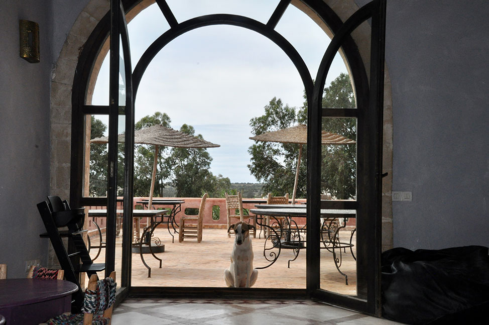a large arched glass door looks out onto a dining patio while a brown and white dog peers inside.